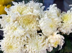 Empowering Modern Fashion for Muslim Women: The Rise of Anastasia Miari Anastasia Miari wearing one of her designs, a modern hijab and modest dress