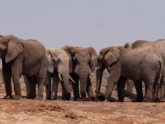 Navigating the Complexities of North African Diaspora Identity: Between Homelands and Diasporas North African families gathering, representing both homeland and diaspora cultures