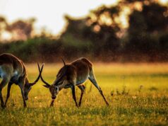 Kaab el Ghzal: A Traditional Moroccan Recipe for Ramadan Nights Moroccan woman preparing Kaab el Ghzal during Ramadan