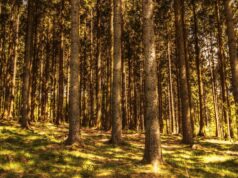 Exploring Cultural Identity Through Art: A Deep Dive into Sara Sadik’s ‘Beurcore’ Exhibit exploring cultural identity through featured image