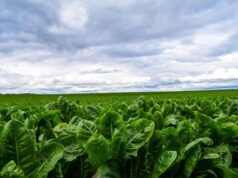 Yabrak: Stuffed Romaine Lettuce for a Tunisian Passover in Marseille Romaine lettuce filled with Tunisian spices, served on a Marseille table during Passover celebration