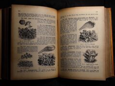 Revisiting Algerian Gastronomy: A Deep Dive into the Reprinted ‘Culinary Art Across Algeria Algerian family enjoying traditional dishes from the reprinted 'Culinary Art Across Algeria' book