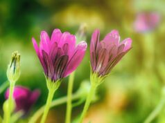 Exploring the Judeo-Amazigh Cultural Substratum: Integrating Ethno-Religious Synthesis in North Africa Jewish and Amazigh people gathering at a cultural event in North Africa