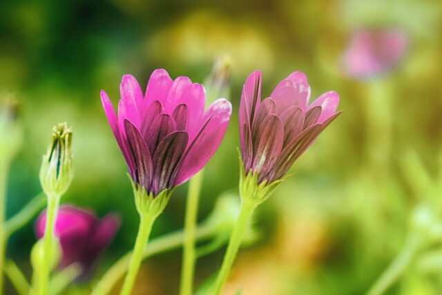 Jewish and Amazigh people gathering at a cultural event in North Africa