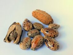 Embracing Natural Beauty: Black Seed Oil for Maghrebi Hair Care Woman with long, lustrous maghrebi hair applying black seed oil