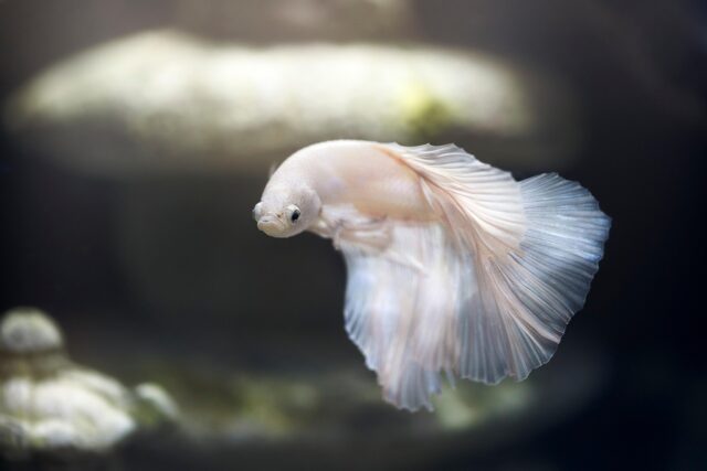Tunisian family preparing fish couscous at a dining table