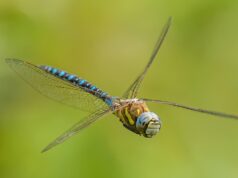 Collaboration Across Borders: Addressing Sub-Saharan Migration from North Africa African migrants meeting with European officials in North Africa