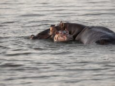 Exploring the Rich Judeo-Amazigh Heritage in North Africa Jewish Amazigh family gathering in traditional North African setting