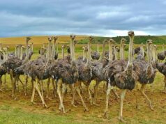 Navigating Between Homelands and Diasporas: The North African Experience North African women and men gathered for a community event, embracing cultural heritage