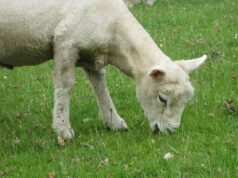 Celebrating Eid al-Adha: A Maghrebi Lamb Recipe for the Diaspora Family gathering around table with Maghrebi lamb dish during Eid al-Adha celebration