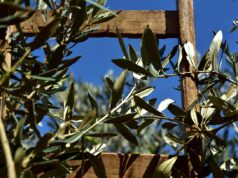 Revolutionizing Southern Tunisia: The Olive Farm Led by Tunisian Artists Tunisian olive farm led by artists in Southern Tunisia with vibrant art installations and olive trees