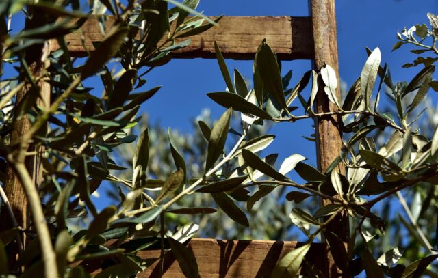 Tunisian olive farm led by artists in Southern Tunisia with vibrant art installations and olive trees
