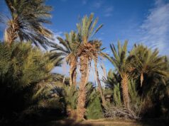 Navigating Travel Safety within the MENA Region: An Advisory Guide for Maghrebi Diaspora Readers Maghrebi family enjoying safe travel in MENA region