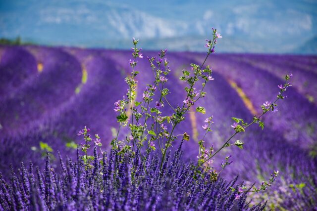 Maghrebi Cultural Gathering France Maghreb diaspora family gathering in France, enjoying traditional North African cuisine and cultural expressions
