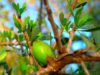 Unveiling the Power: Sustainable Beauty Secrets with Moroccan Argan Oil Woman applying Moroccan Argan Oil to her hair
