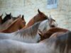 Stepping into Salma Tahri’s World: A Blend of Arabian Horses, Moroccan Heritage, and Modest Fashion Salma Tahri in traditional Moroccan setting with Arabian horses
