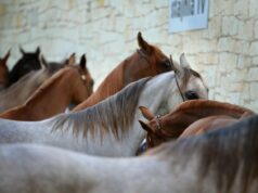 Stepping into Salma Tahri’s World: A Blend of Arabian Horses, Moroccan Heritage, and Modest Fashion Salma Tahri in traditional Moroccan setting with Arabian horses