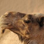 Exploring Amazigh Culture in Morocco: A Deep Dive into Traditions, Challenges, and Opportunities