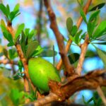 Nourishing Hair Care with Natural Moroccan Argan Oil: A Comprehensive Guide for Maghrebi Diaspora Readers
