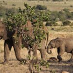 Discovering Selara Africa: Your Comprehensive Travel Guide for Maghrebi Travel Advisors