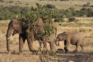 Discovering Selara Africa: Your Comprehensive Travel Guide for Maghrebi Travel Advisors